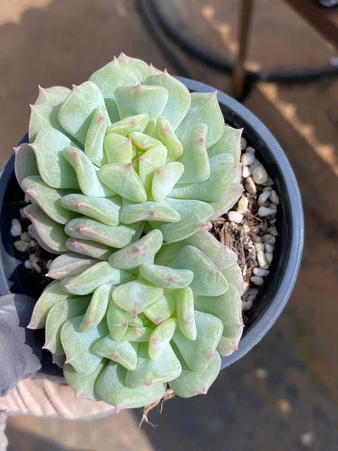 多肉植物　韓国苗　シーソルトミント　抜き苗 12株の抜き苗セット】アイリッシュミント 多肉植物 佐川急便発送