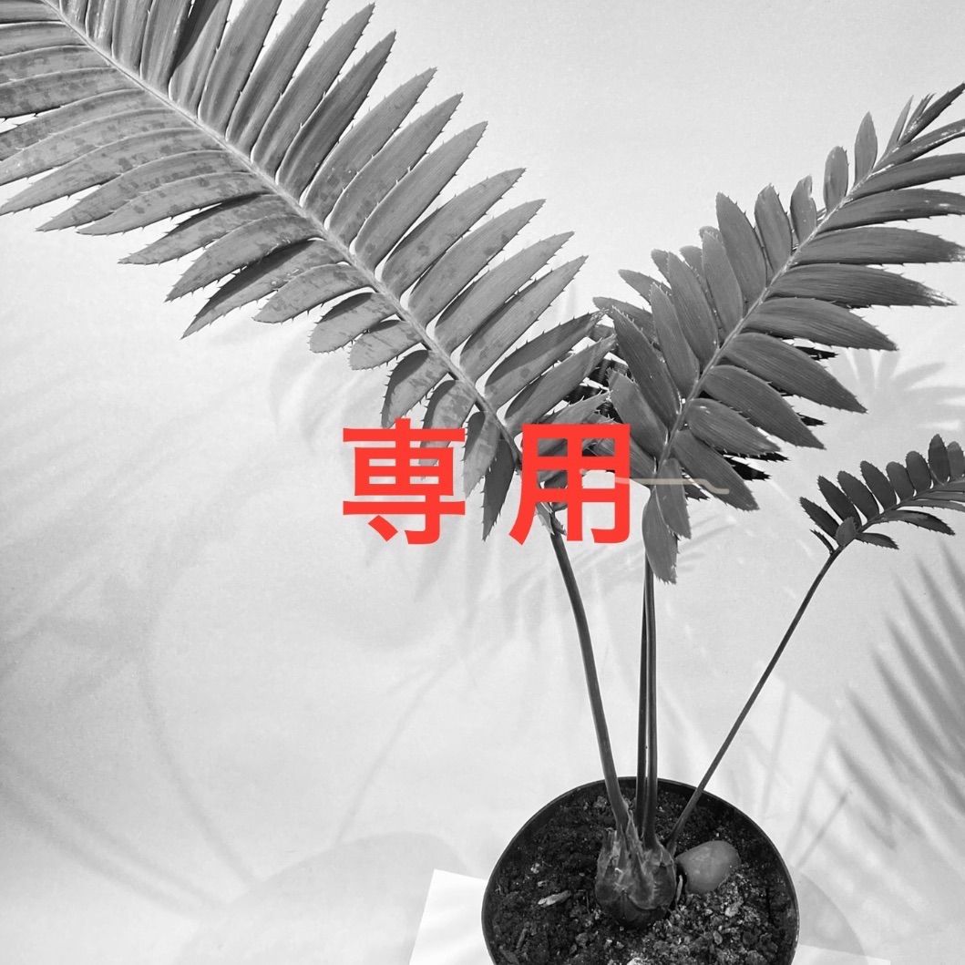 出品専用 専用】ZZ 様 - メルカリ