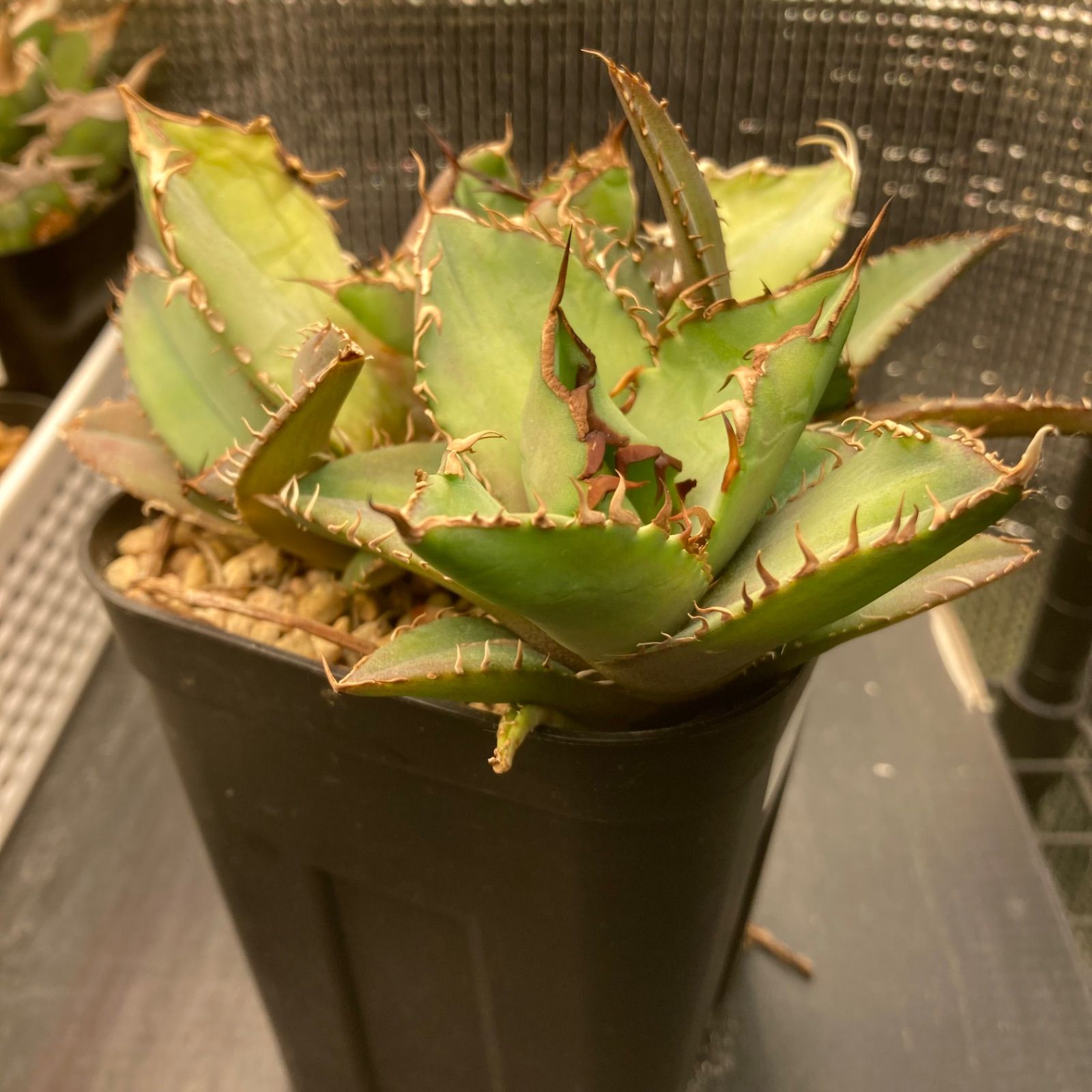 12 アガベ チタノタ オテロイ 親株ごと子株全部 - メルカリ 12 アガベ チタノタ オテロイ 親株ごと子株全部 - メルカリ