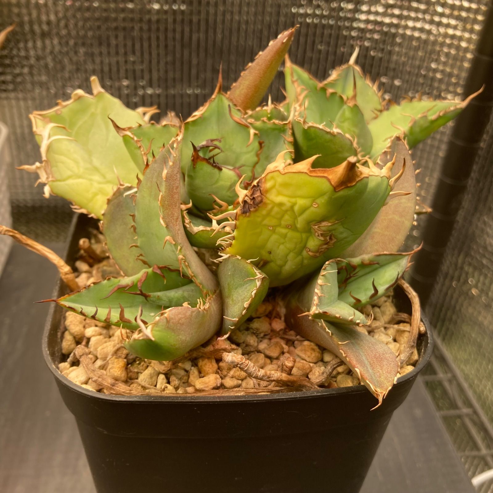 親株出品 アガベ チタノタ オテロイ 子株付き 抜き苗 12 アガベ チタノタ オテロイ 親株ごと子株全部 - メルカリ