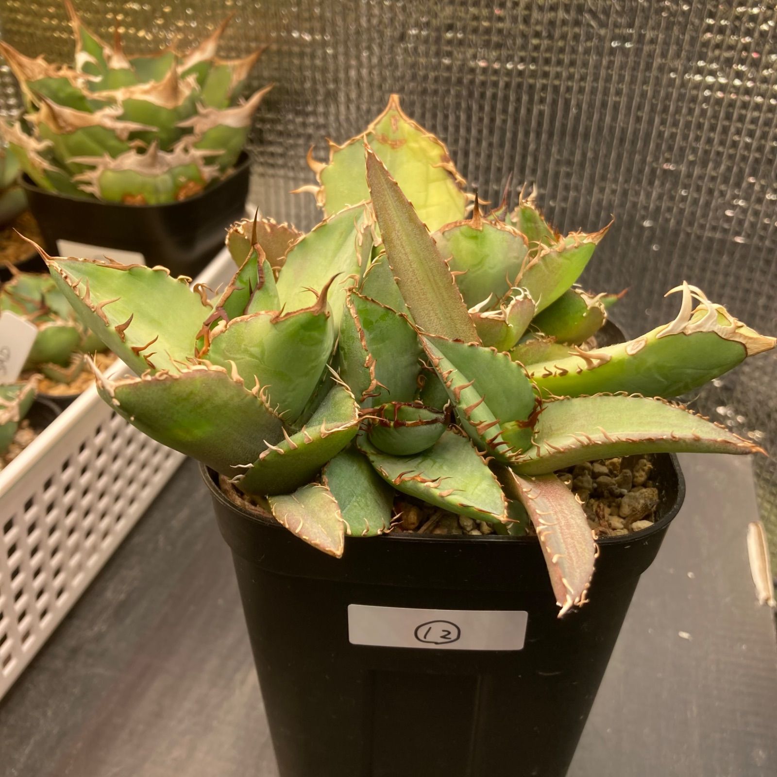 12 アガベ チタノタ オテロイ 親株ごと子株全部 - メルカリ