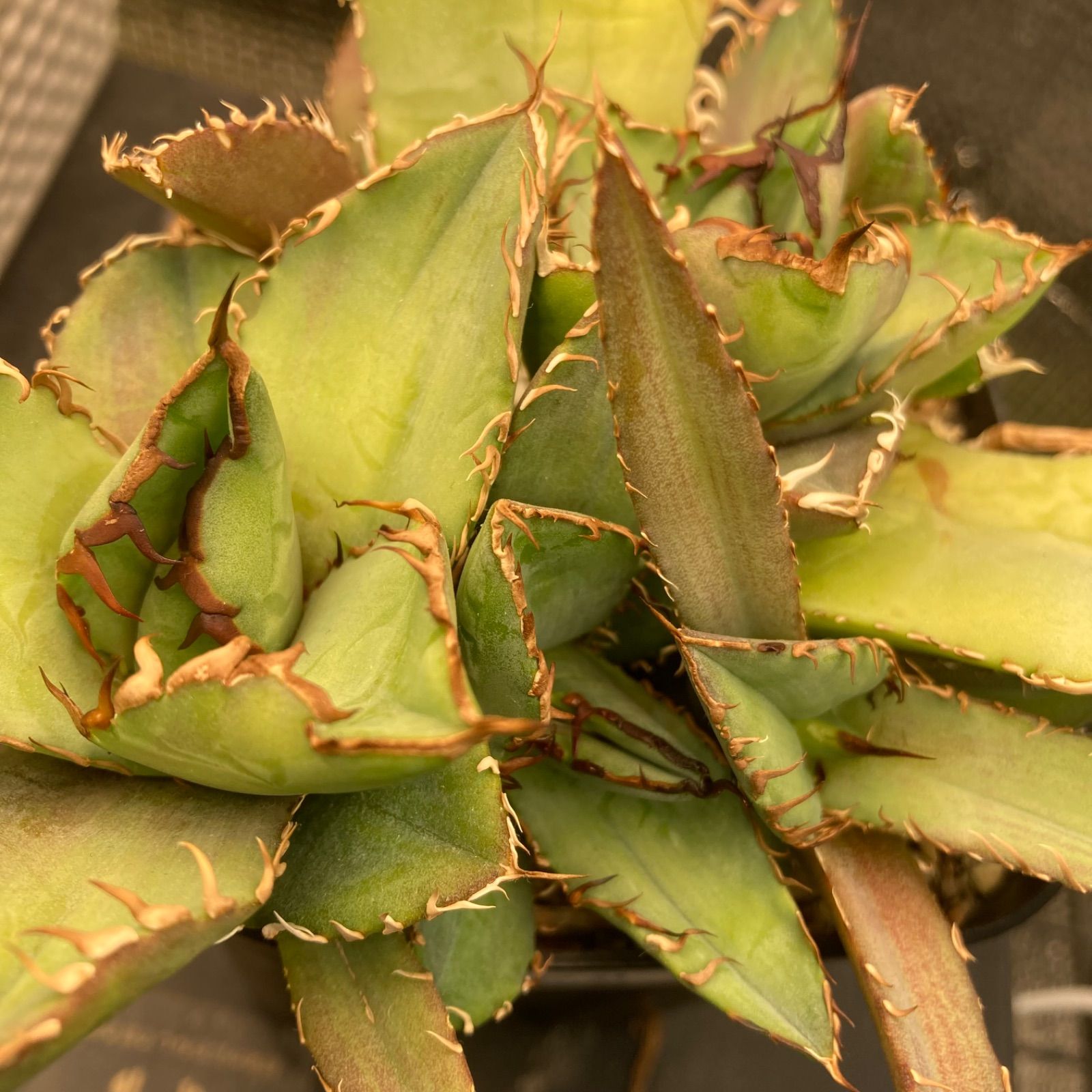 12 アガベ チタノタ オテロイ 親株ごと子株全部 - メルカリ