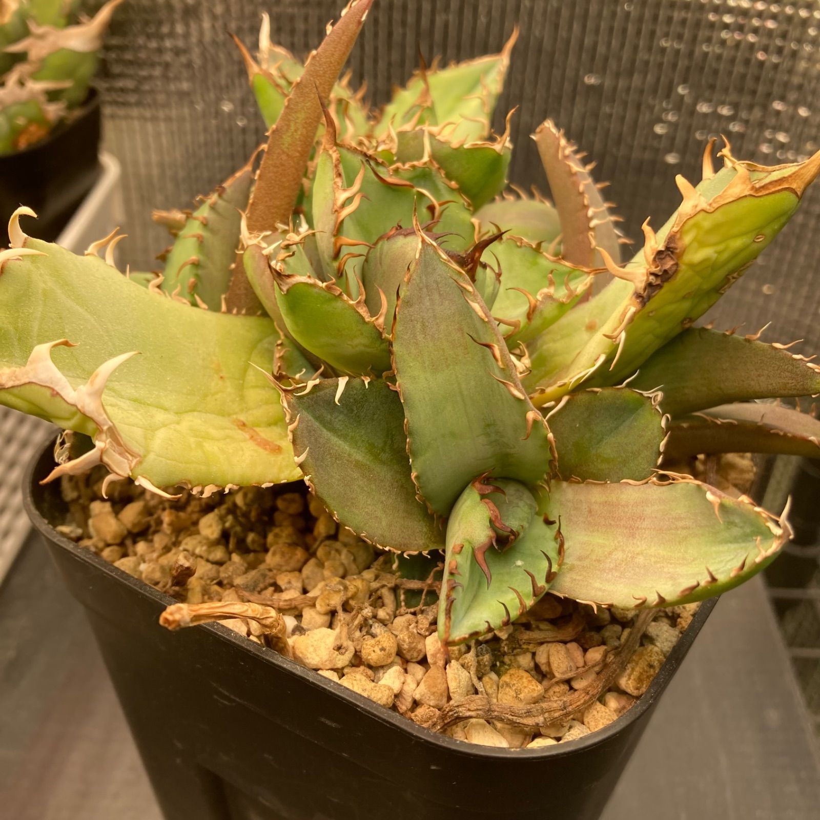 土日限定価格　親株出品 アガベ チタノタ オテロイ 子株付き 抜き苗 12 アガベ チタノタ オテロイ 親株ごと子株全部 - メルカリ