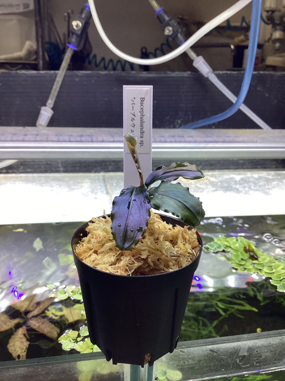 ブセファランドラ sp. パープルウェーブ - メルカリ
