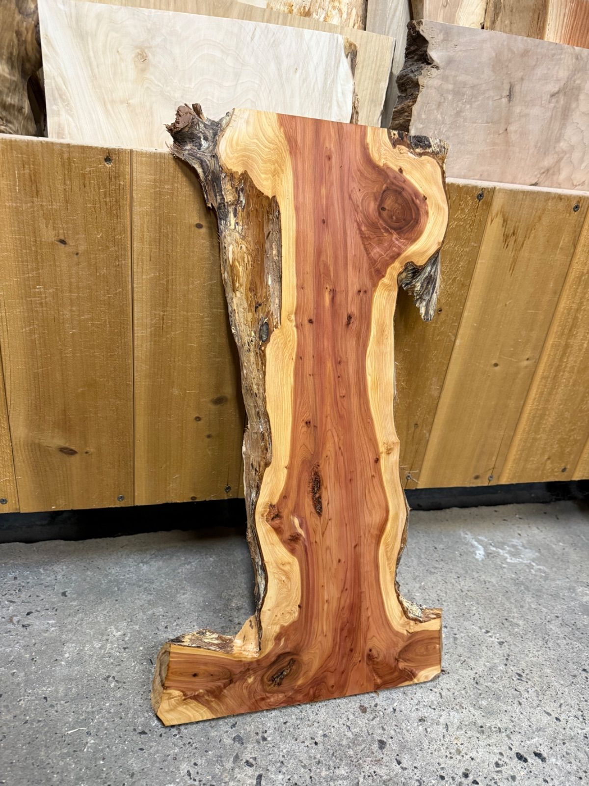 超個性的 】カイヅカイブキ 貝塚伊吹 板 一枚板 無垢材 銘木 看板 証明書