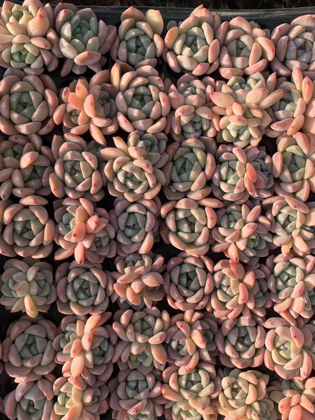 新入荷 ホータンギョク XQS162×105苗 土付き 多肉植物 詰め合わせ