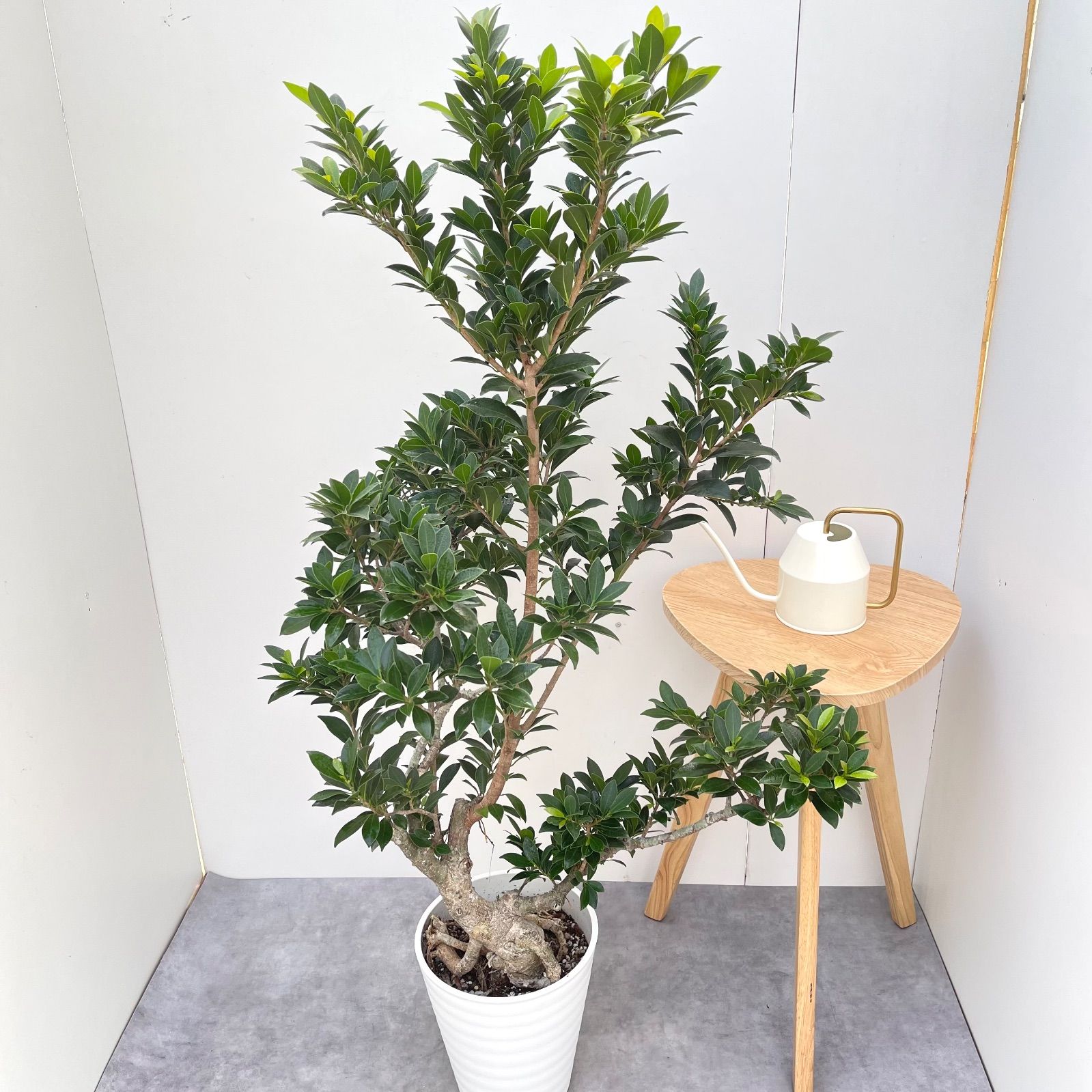 フィカス ベビーリーフ 1 現品 観葉植物 室内 大型