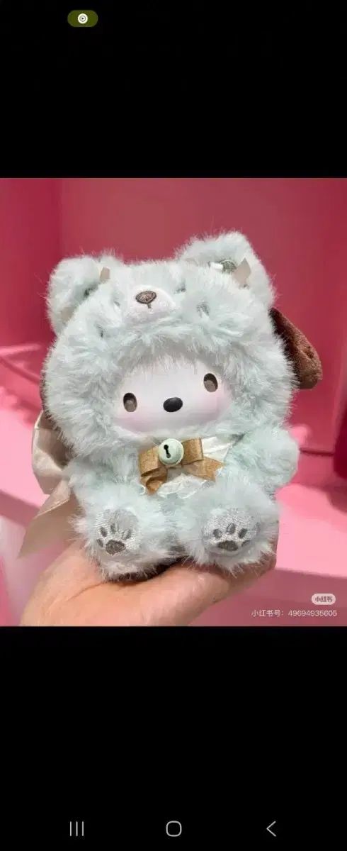 現品発送 ヤマト運輸発送 泰山木 タイサンボク リトルジェム 苗 希少 レア