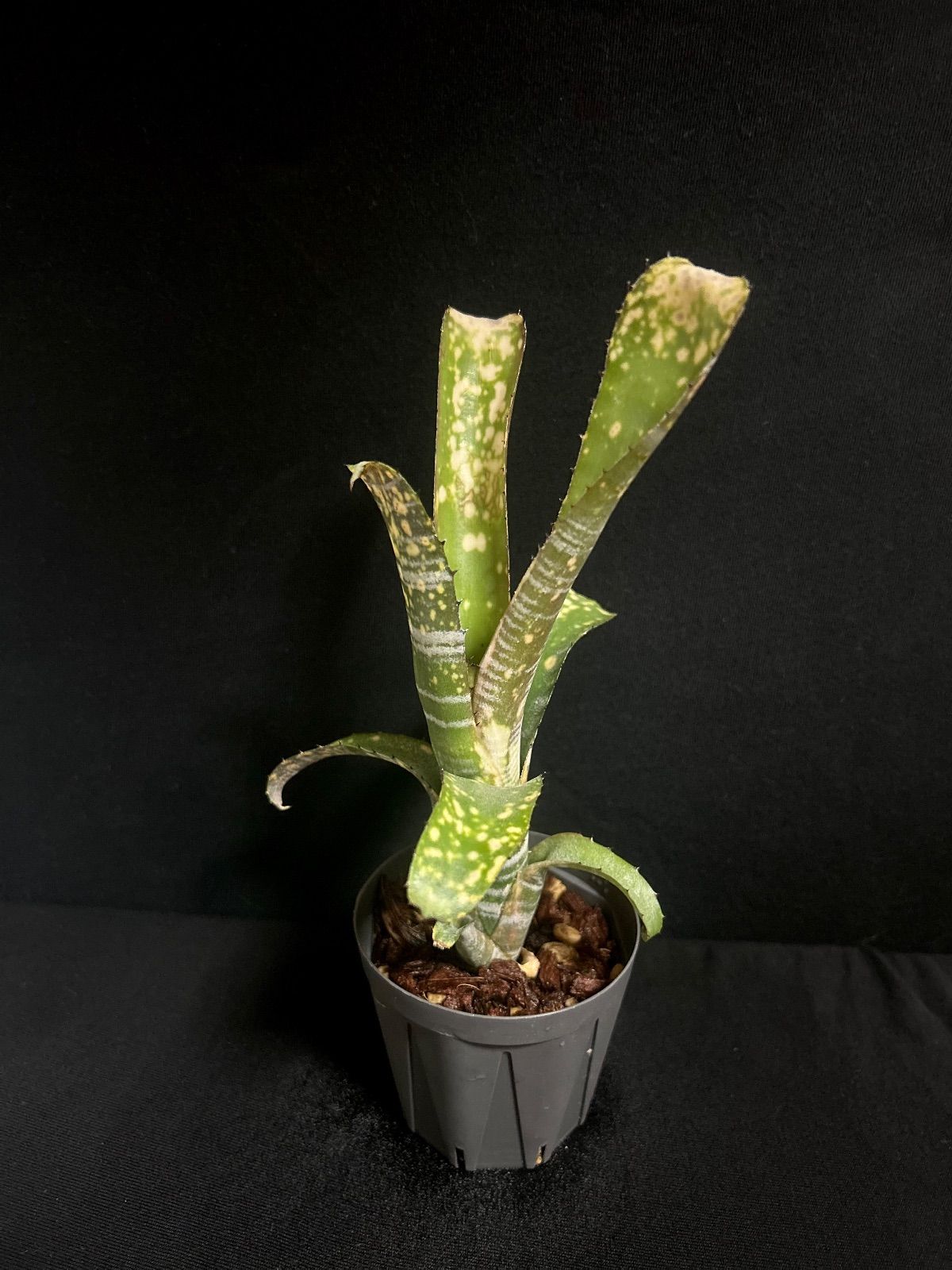 Billbergia 'Limestone'（ライムストーン）／発色柄良株 - メルカリ