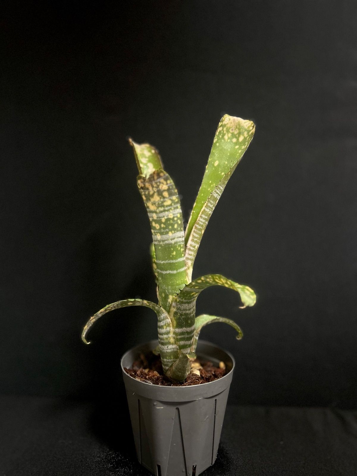Billbergia Solsa ② 子株付き Billbergia Solsa ② 子株付き 2025年最新】Yahoo!オークション