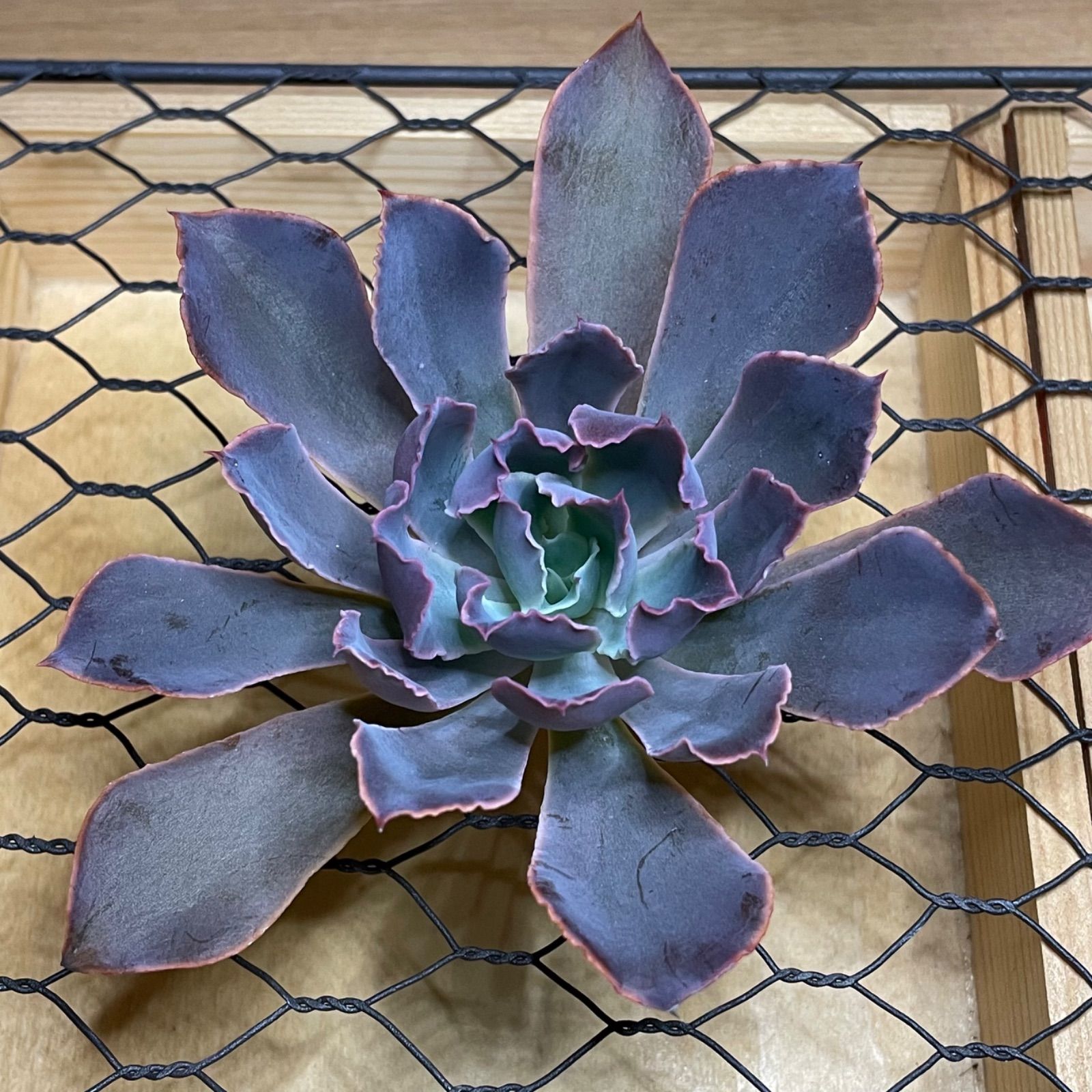 多肉植物エケベリアカット苗②✿ネオンブレーカーズ✿寄せ植えなどに