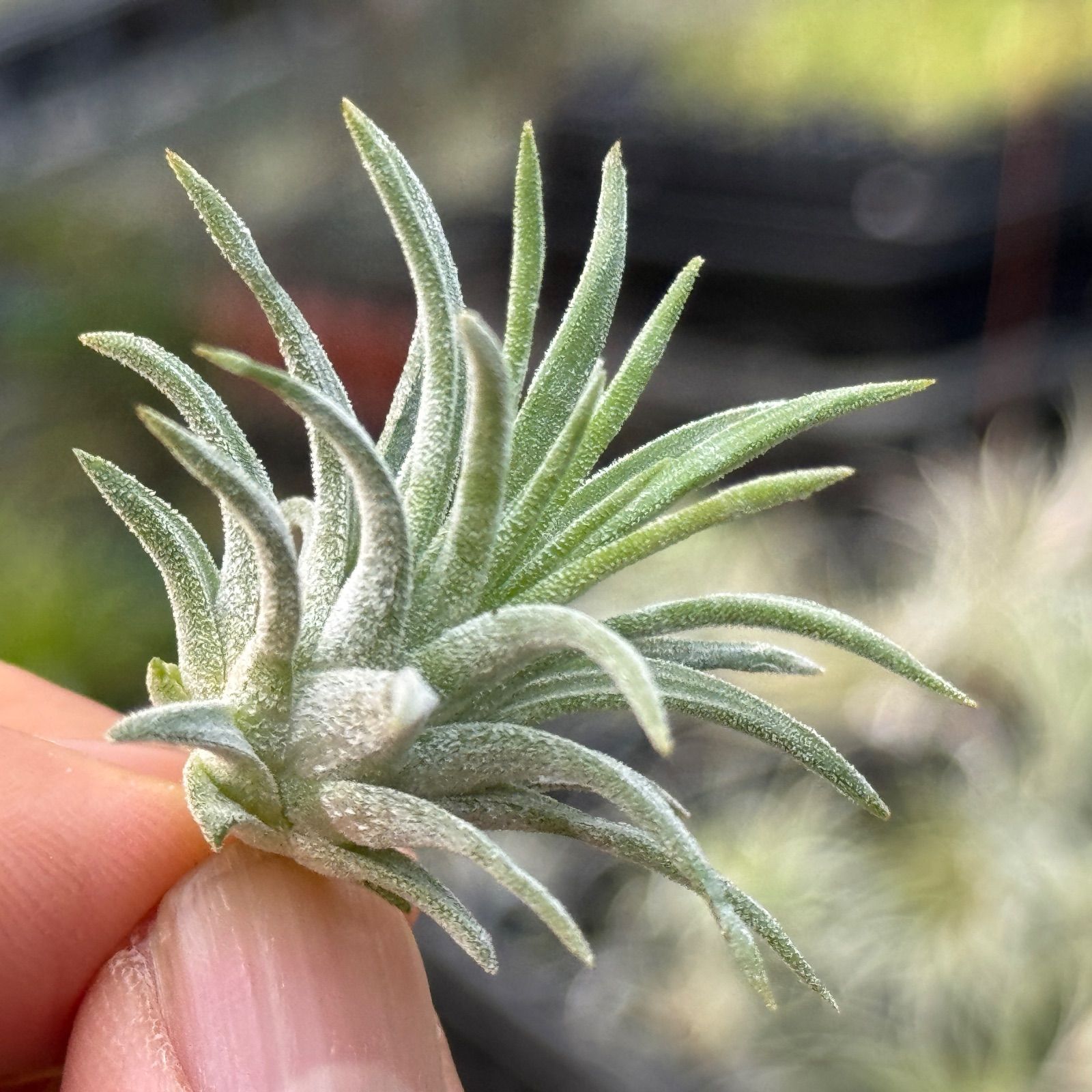 現品＊ チランジア イオナンタ ロン Tillandsia ionantha Ron＊エア
