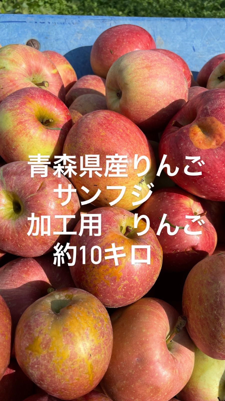 サンふじ 青森りんご りんご 農家直送 約20kg 送料無料 ふじ 青森 バラ