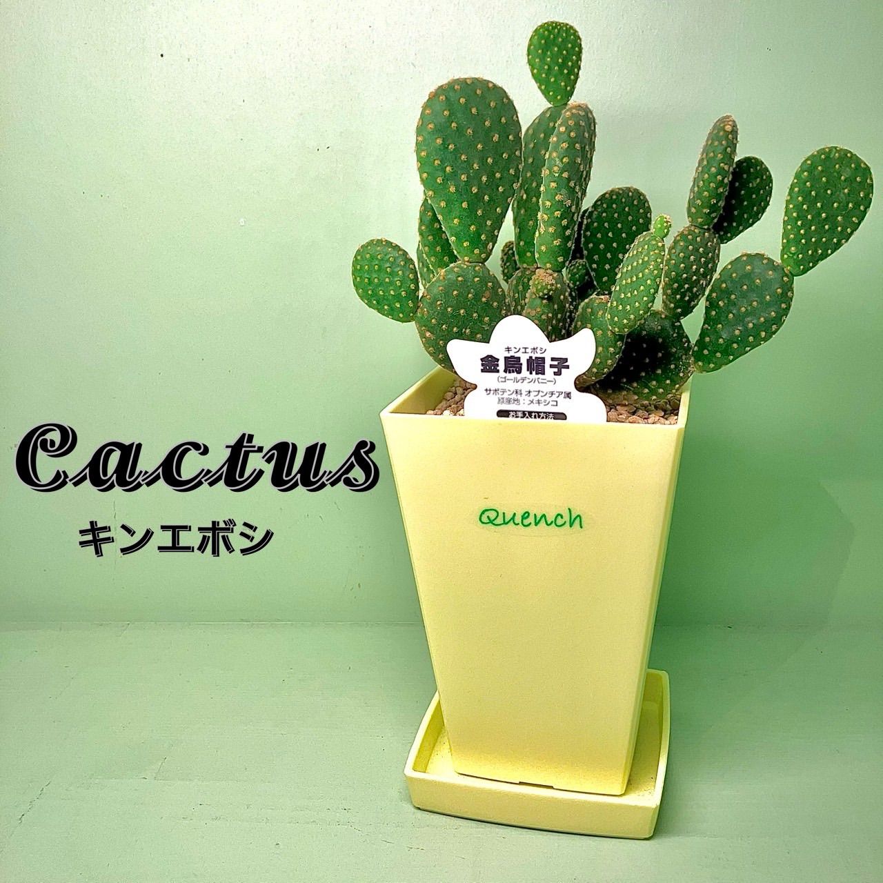 タケフナイフビレッジ クレウス12P