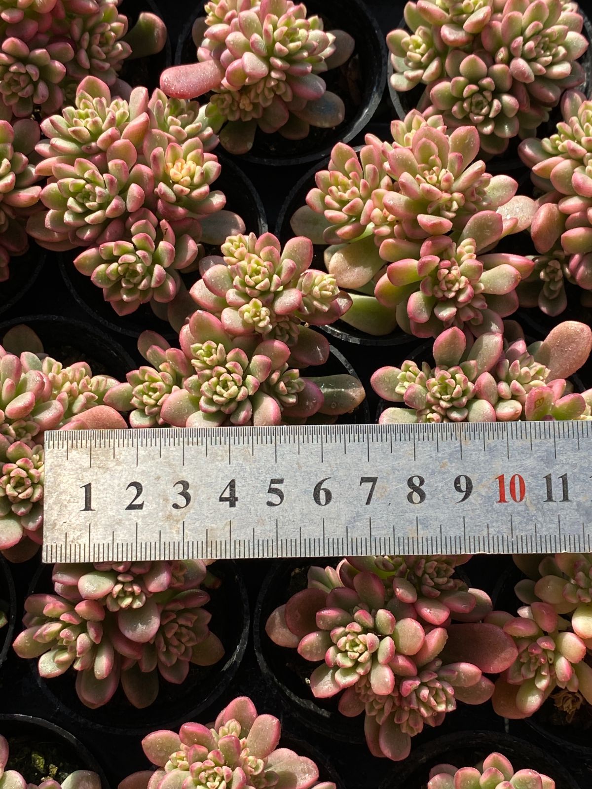 数量限定SALE】ZZ145×54鉢 タロックニシキ 土鉢付き 多肉植物セット