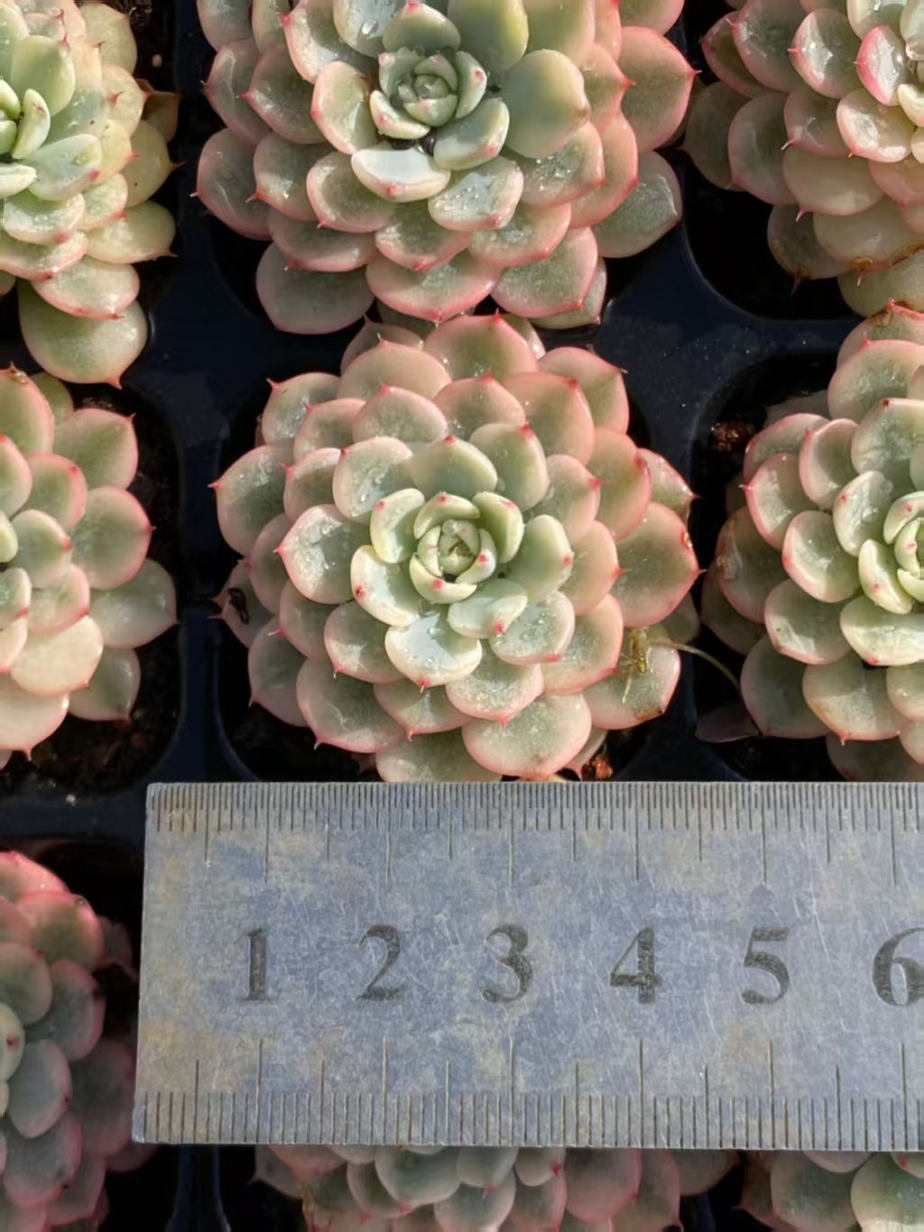 新発売 Ⅾ25 ブルーミニマ錦 72苗セット 土と根付き 多肉植物