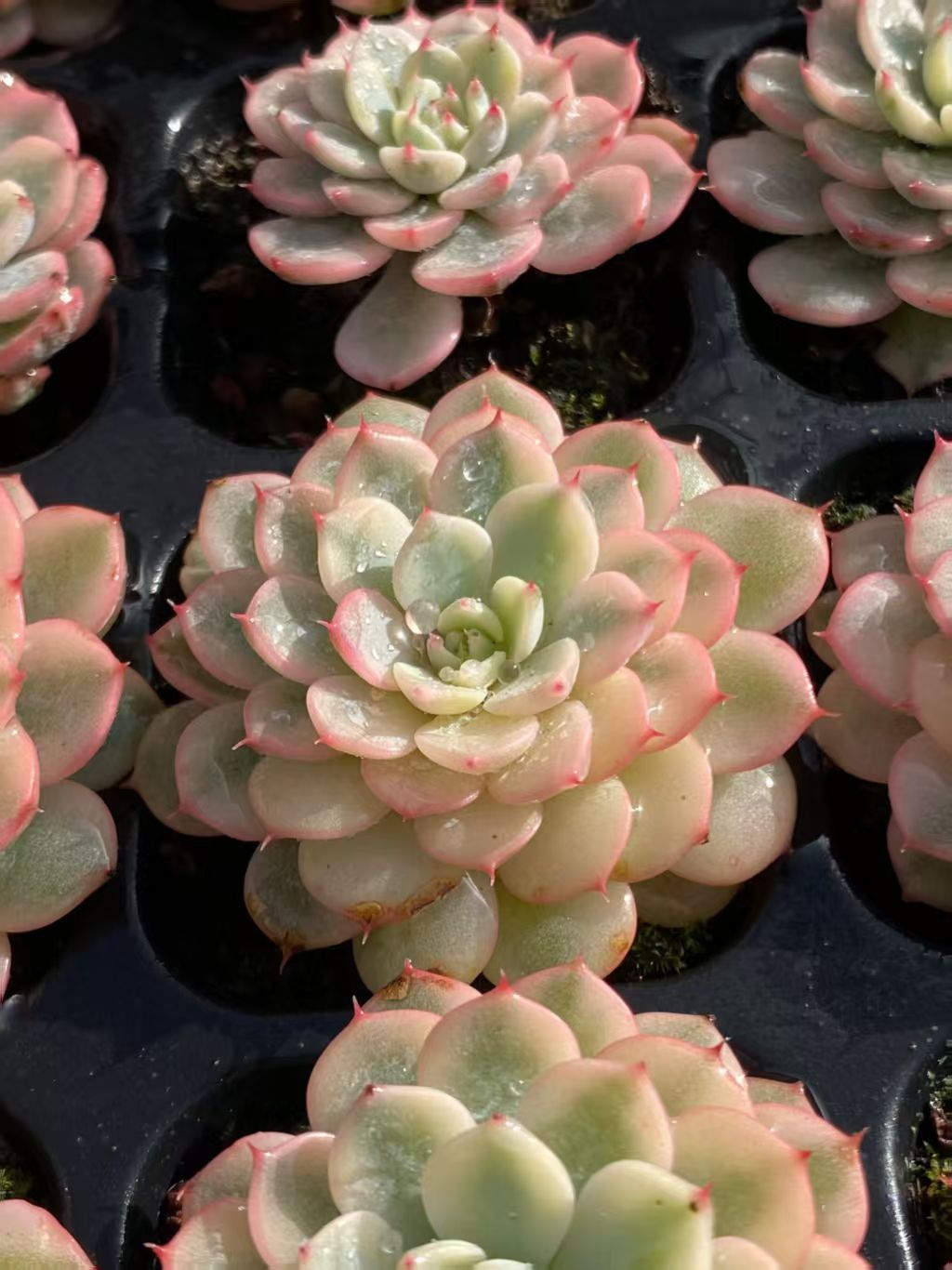 新発売 Ⅾ25 ブルーミニマ錦 72苗セット 土と根付き 多肉植物