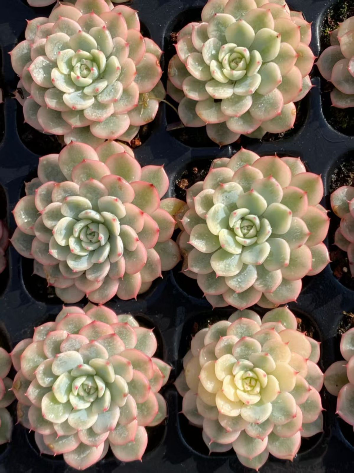 新発売 Ⅾ25 ブルーミニマ錦 72苗セット 土と根付き 多肉植物