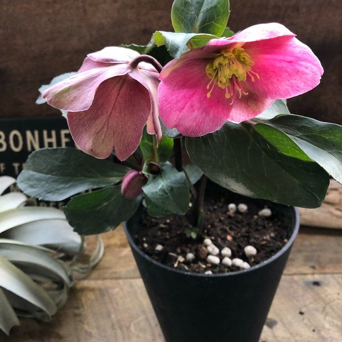 ポットごと♡アンナズレッド♡クリスマスローズ♡斑入り♡ - メルカリ