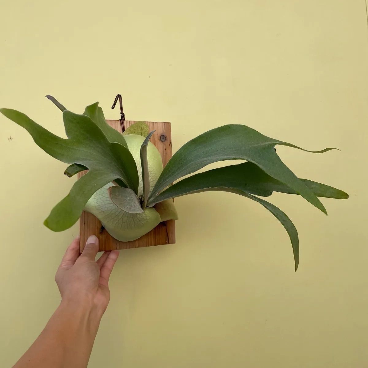 ビカクシダ ホワイトミスターオート P.White Mr.Oat