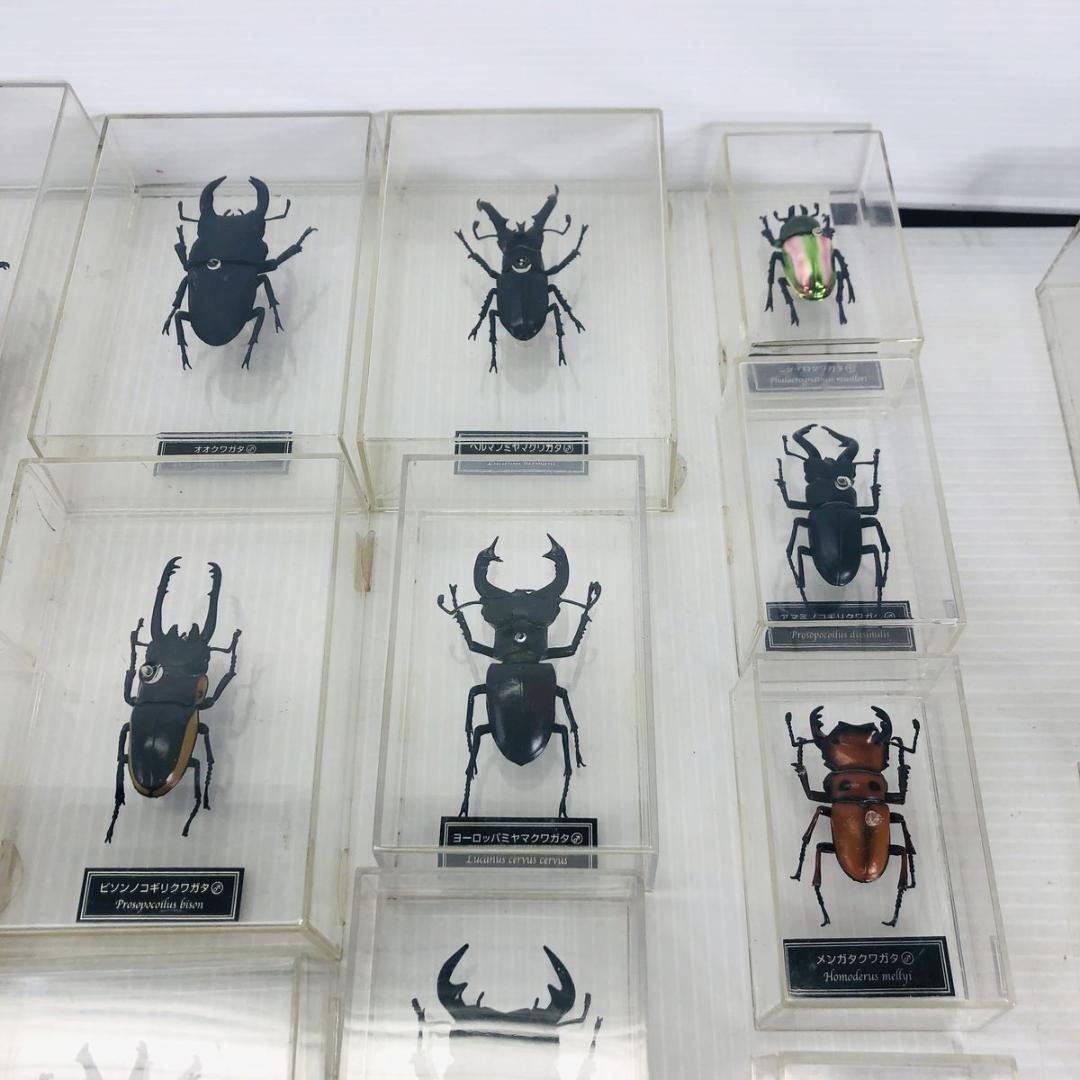 デアゴスティーニ 世界の昆虫 カブトムシ まとめ - メルカリ