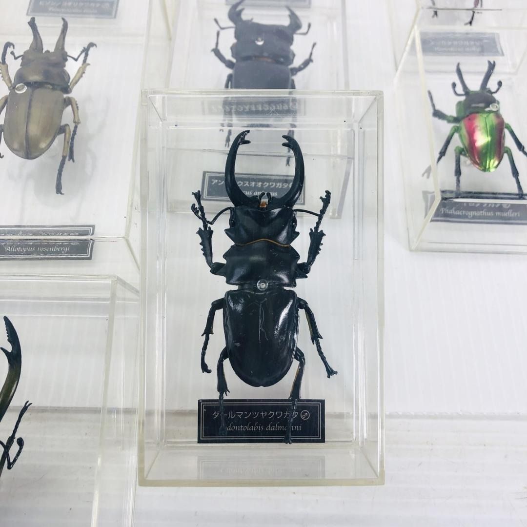 デアゴスティーニ 世界の昆虫 カブトムシ まとめ - メルカリ