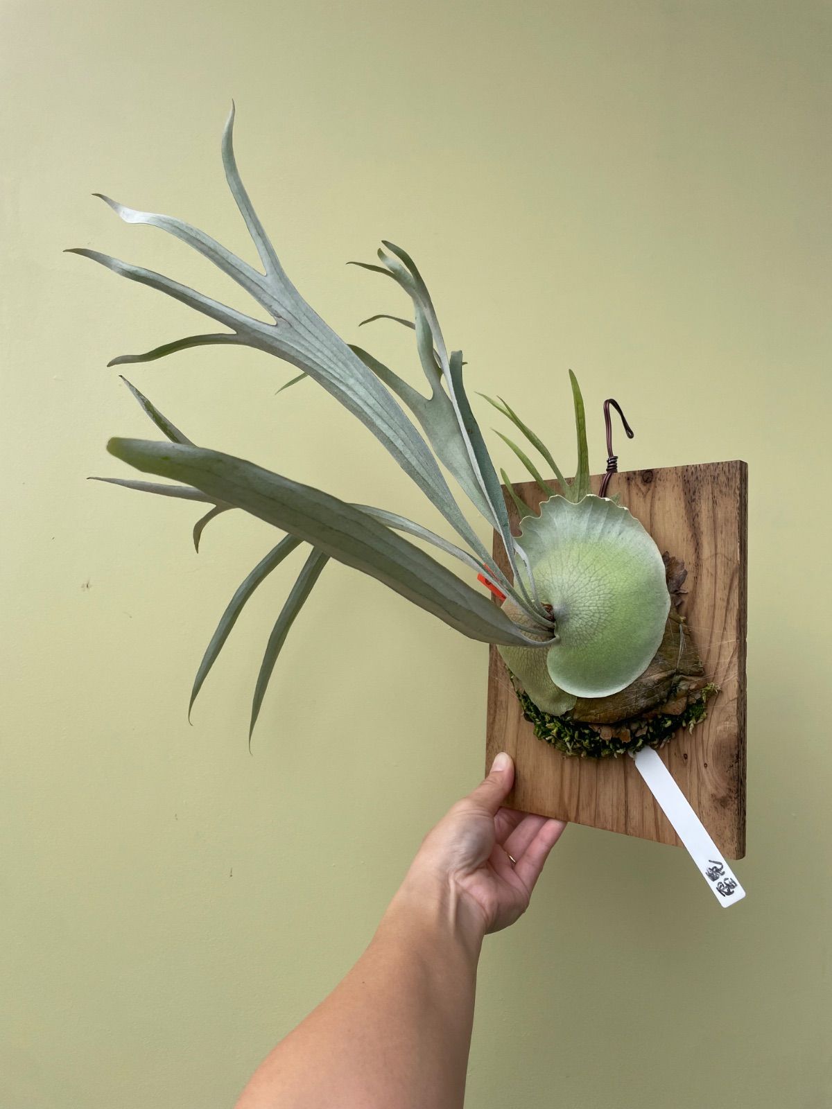 ビカクシダ ライディーン 雷電 P.Rydeen - メルカリ