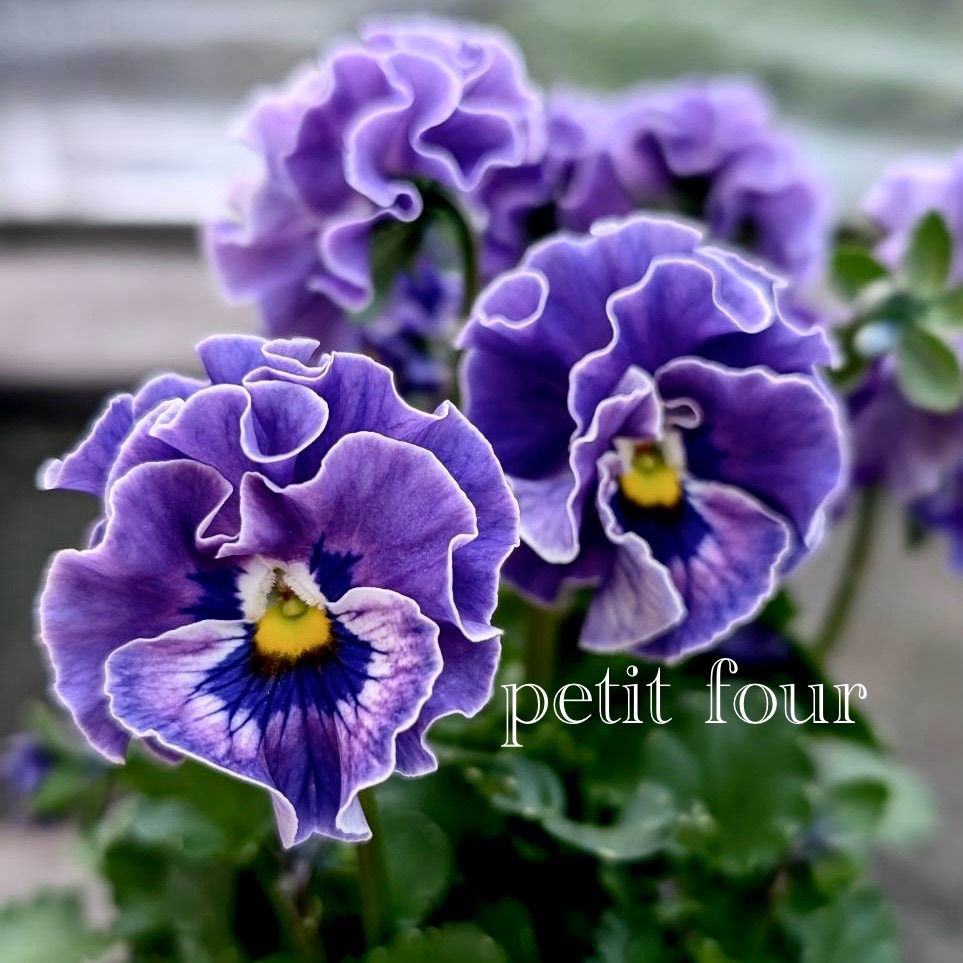 寄せ植えセット　ゆゆ様　ご注文　プティフール　ビオラ プティフール ビオラ 花 苗 送料込み - メルカリ