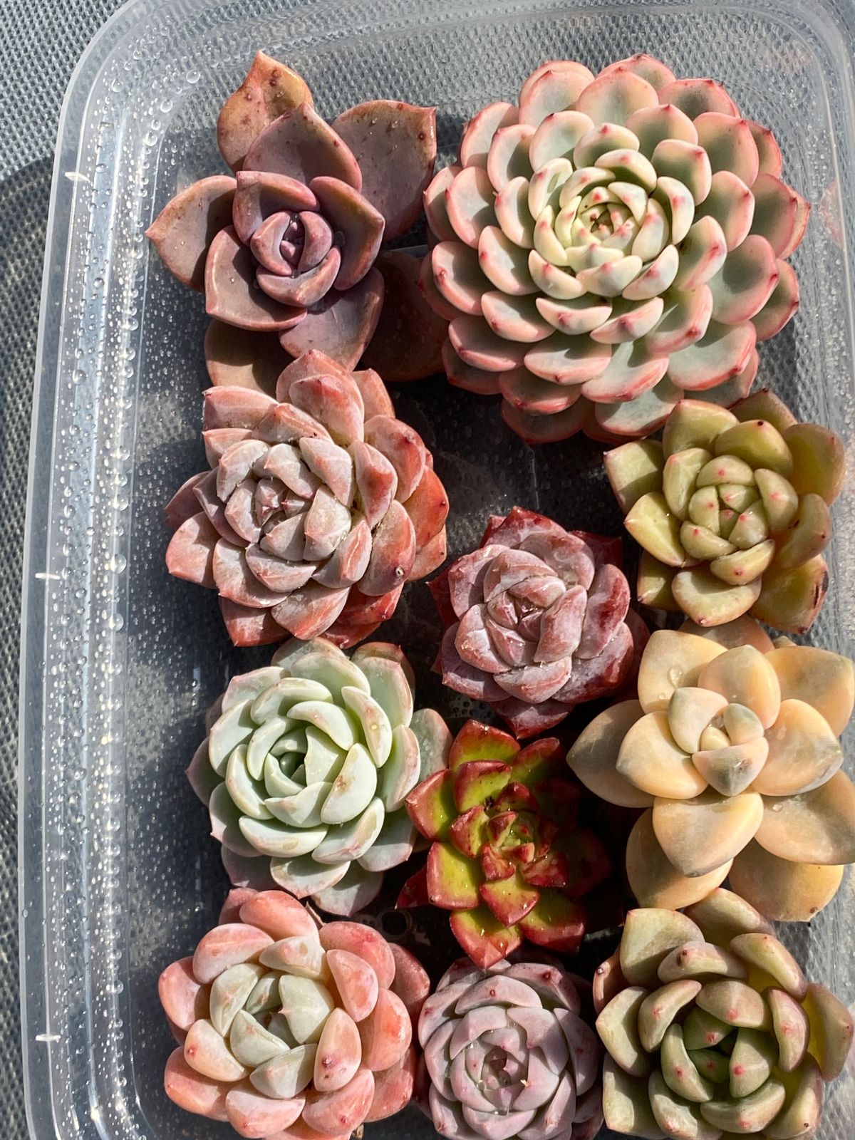 限定11苗セット】カット多肉苗 2～3苗大苗入り 第四種郵便発送 多肉