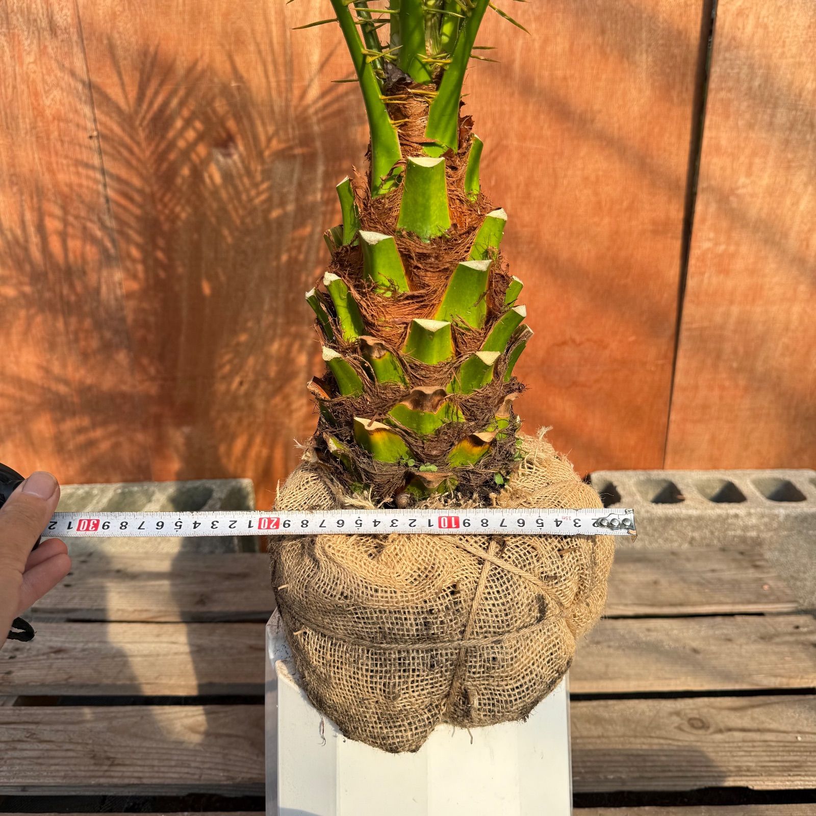 限定株】フェニックス・ロベレニー🌴 1本立ち 希少な極太幹✨ 葉先約