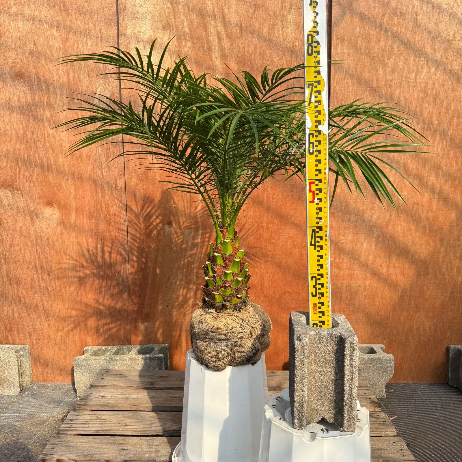 限定株】フェニックス・ロベレニー🌴 1本立ち 希少な極太幹✨ 葉先約