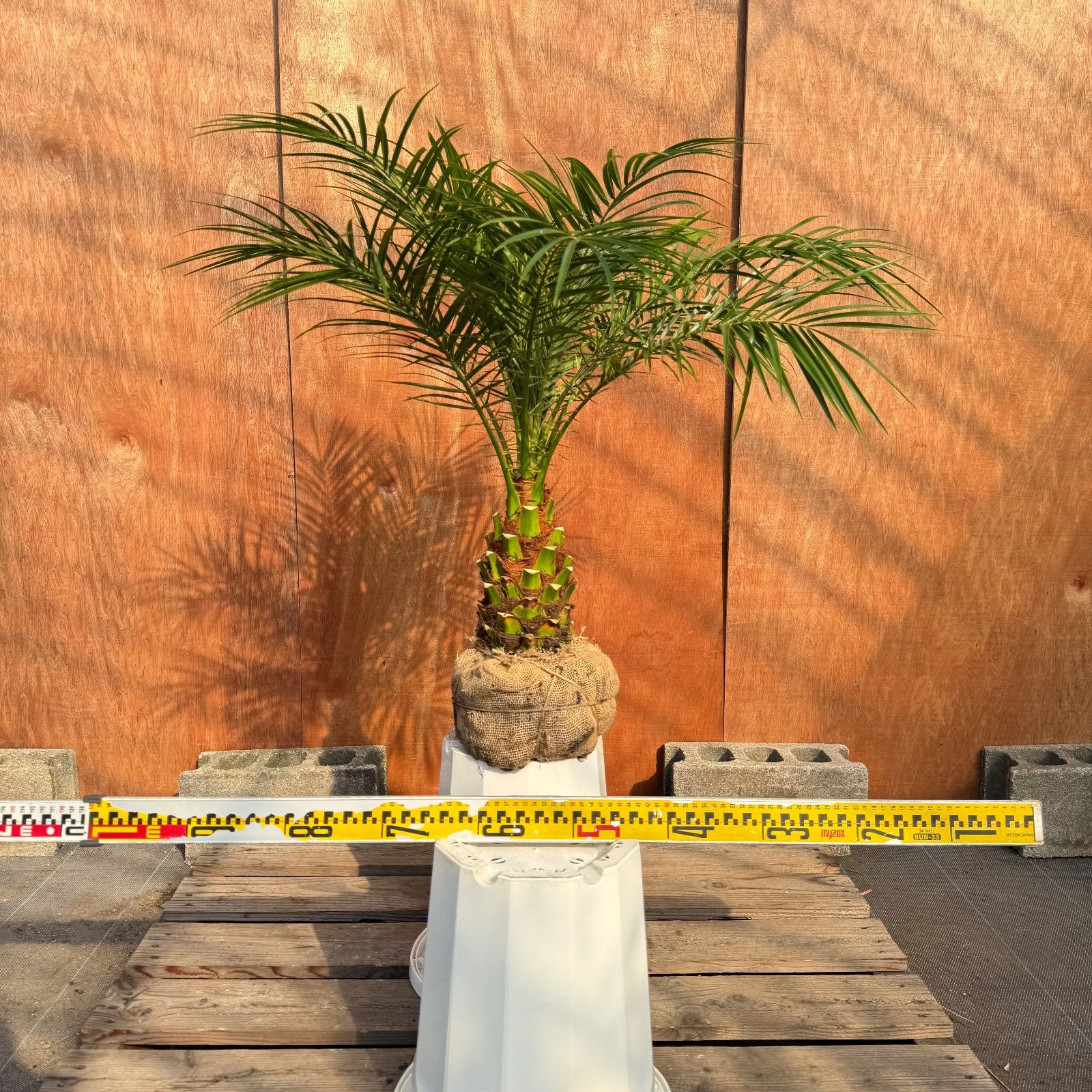 限定株】フェニックス・ロベレニー🌴 1本立ち 希少な極太幹✨ 葉先約