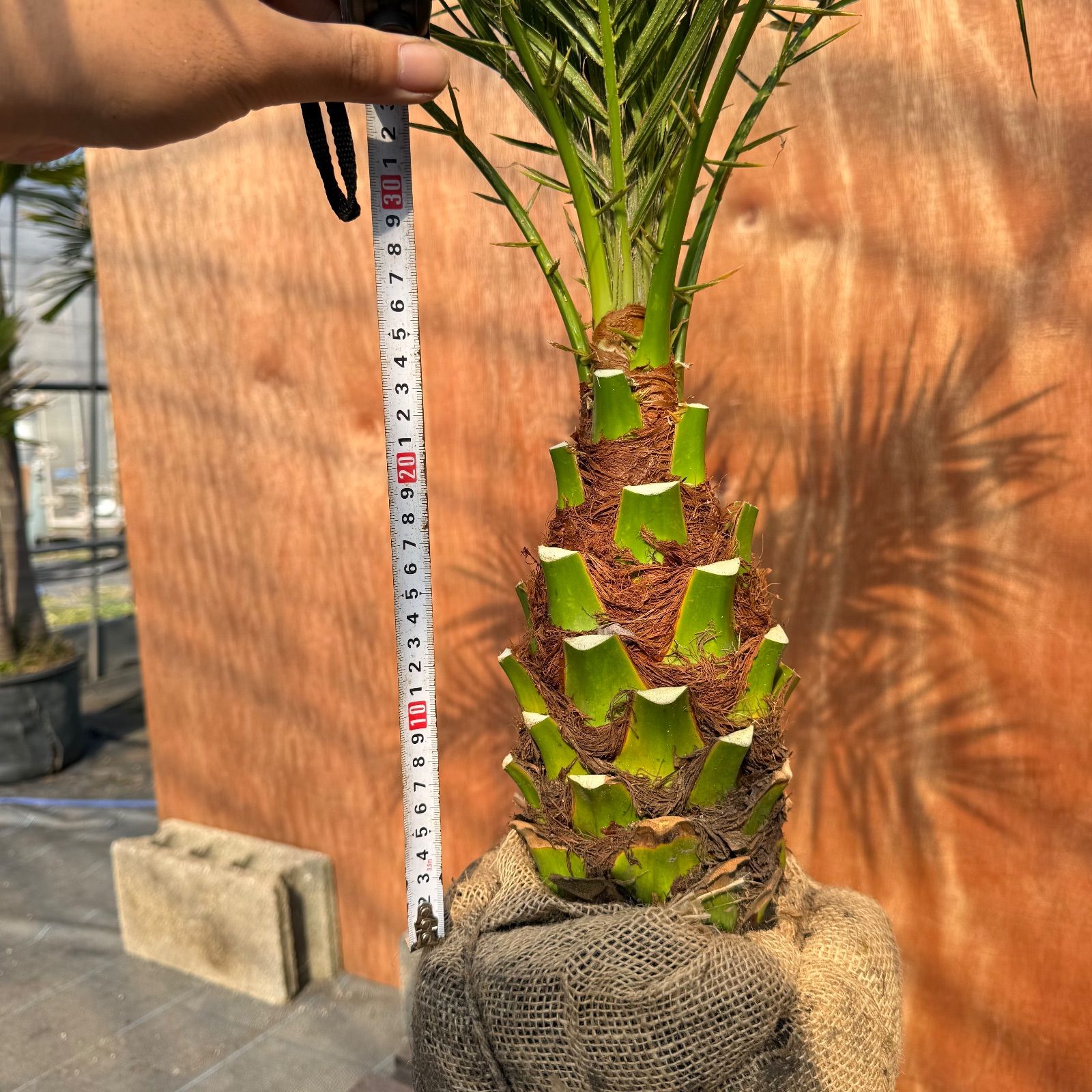 限定株】フェニックス・ロベレニー🌴 1本立ち 希少な極太幹✨ 葉先約