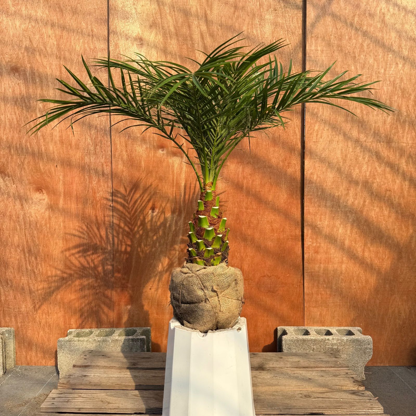 限定株】フェニックス・ロベレニー🌴 1本立ち 希少な極太幹✨ 葉先約