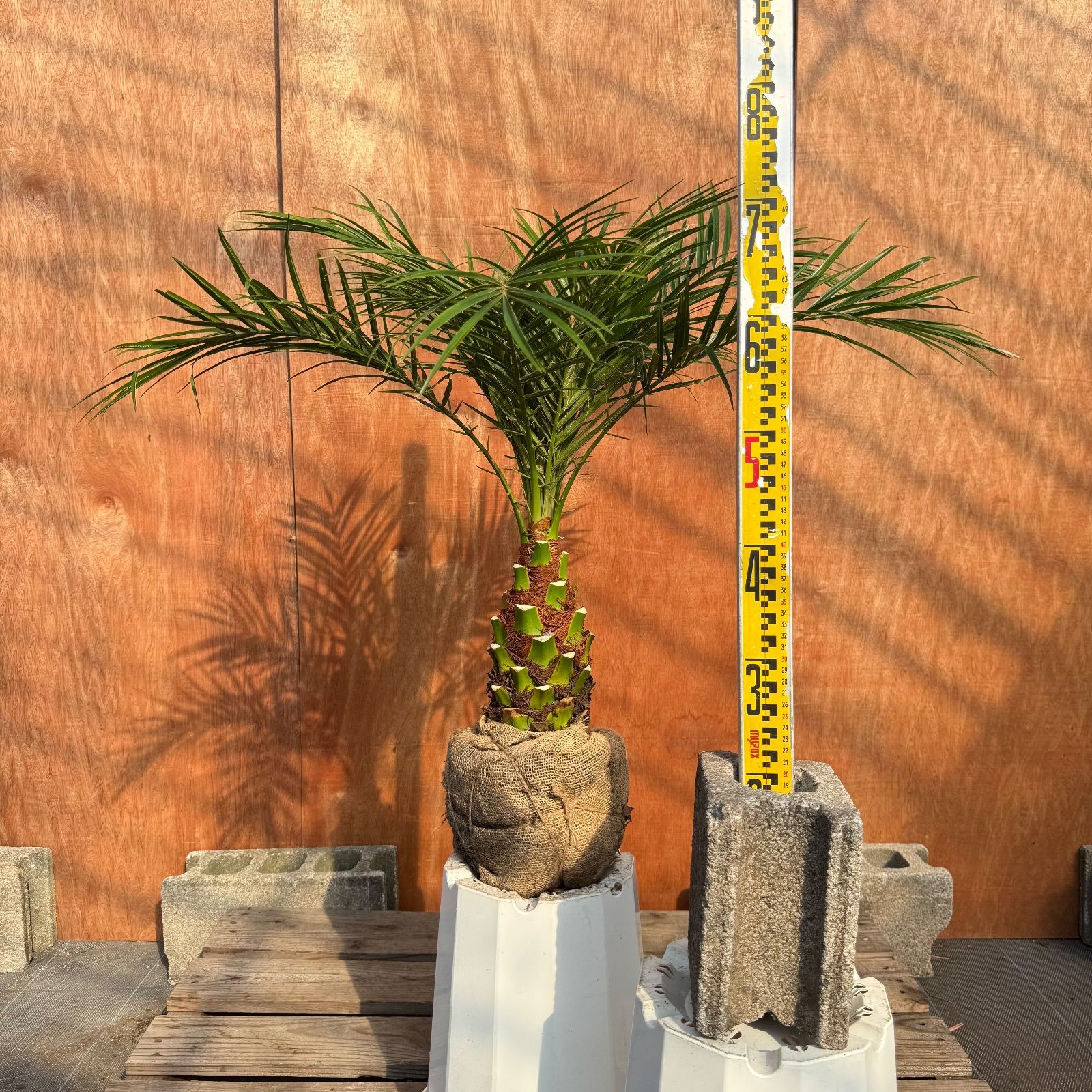 限定株】フェニックス・ロベレニー🌴 1本立ち 希少な極太幹✨ 葉先約