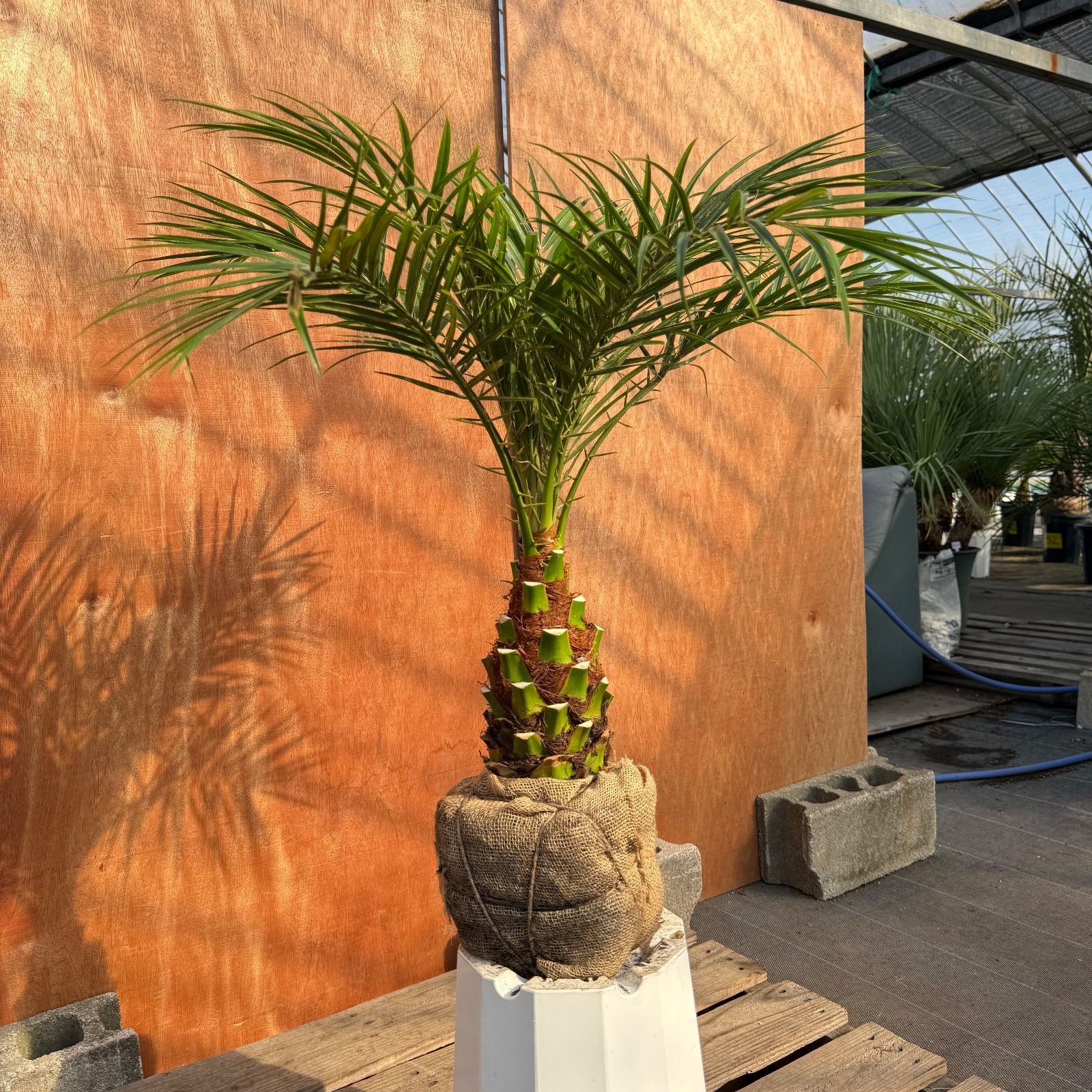 限定株】フェニックス・ロベレニー🌴 1本立ち 希少な極太幹✨ 葉先約