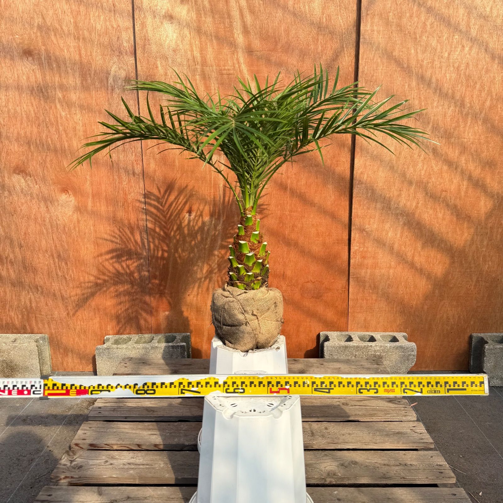 限定株】フェニックス・ロベレニー🌴 1本立ち 希少な極太幹✨ 葉先約