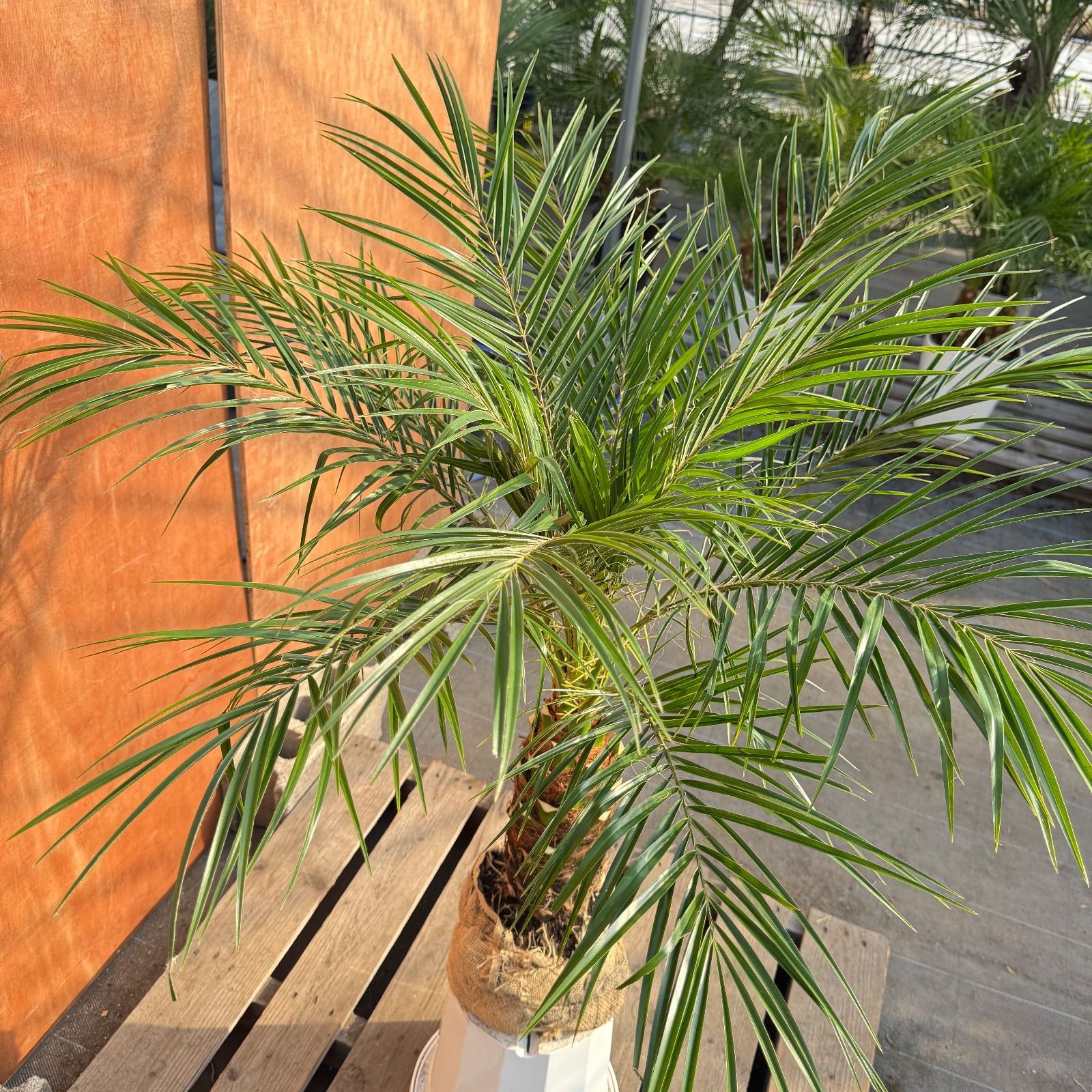 サ*マ様 【極太幹】フェニックス・ロベレニー 1本立ち 葉先80cm 希少株 限定株】フェニックス・ロベレニー🌴 1本立ち 希少な極太幹✨ 葉先約