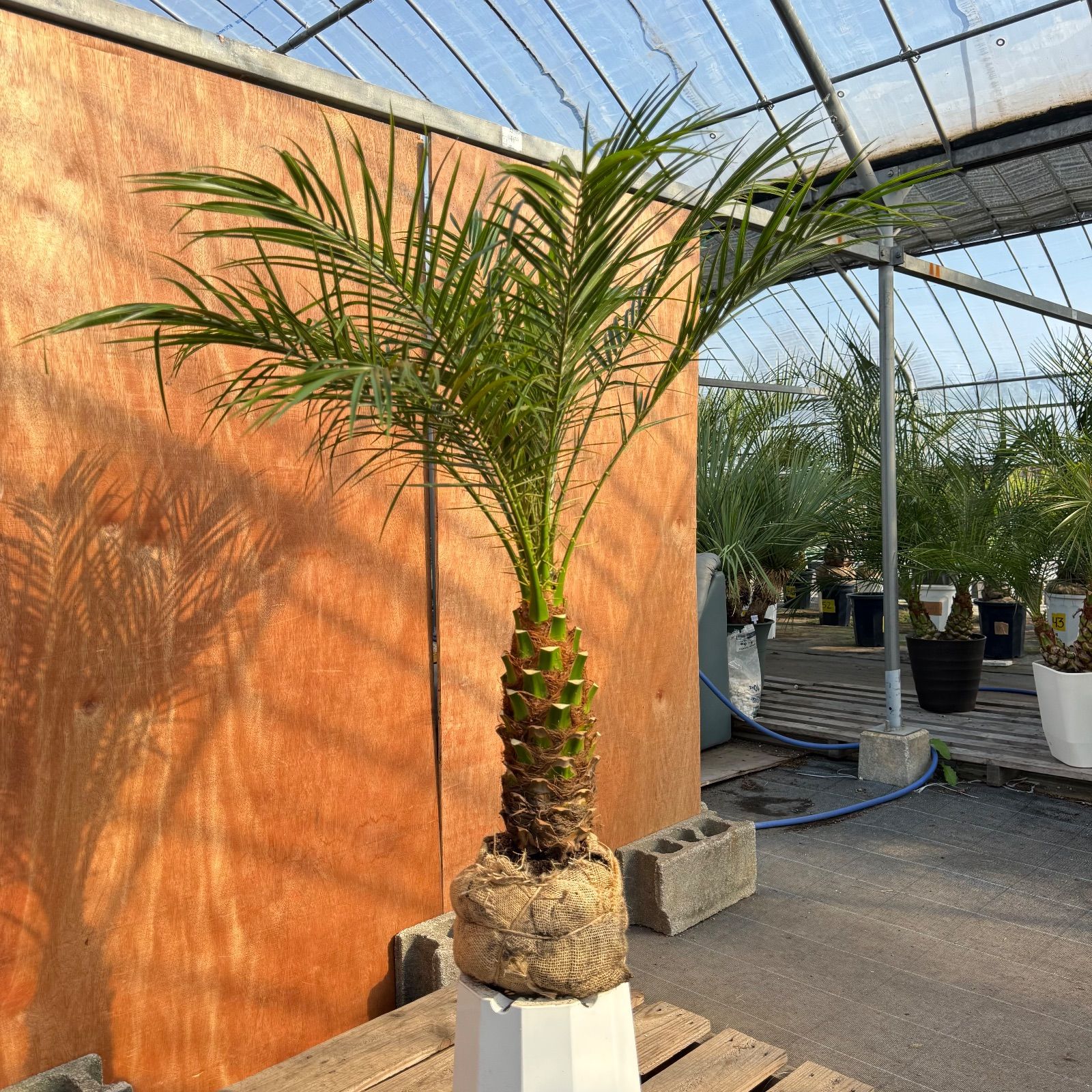 限定株】フェニックス・ロベレニー🌴 1本立ち 希少な極太幹✨ 葉先約