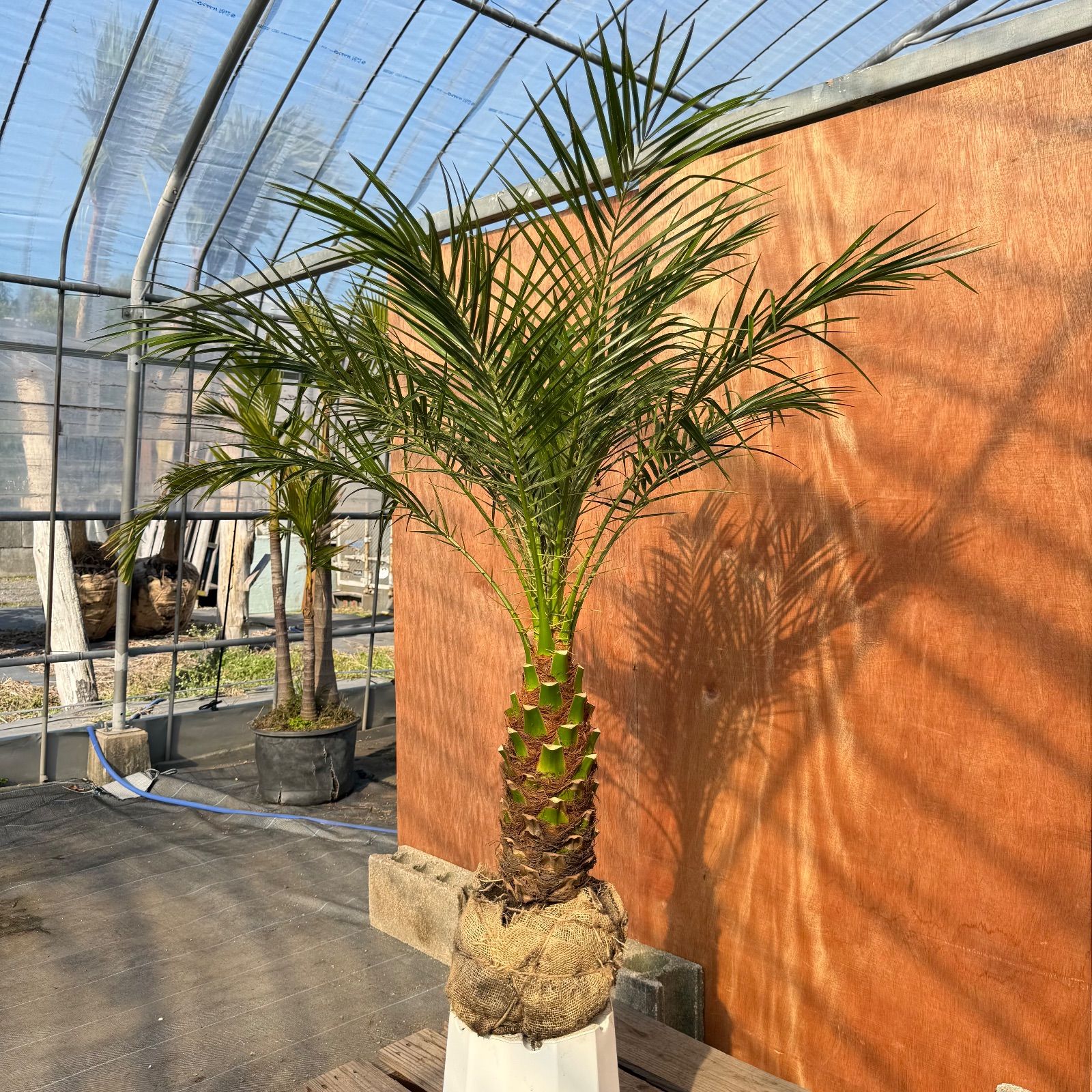 限定株】フェニックス・ロベレニー🌴 1本立ち 希少な極太幹✨ 葉先約