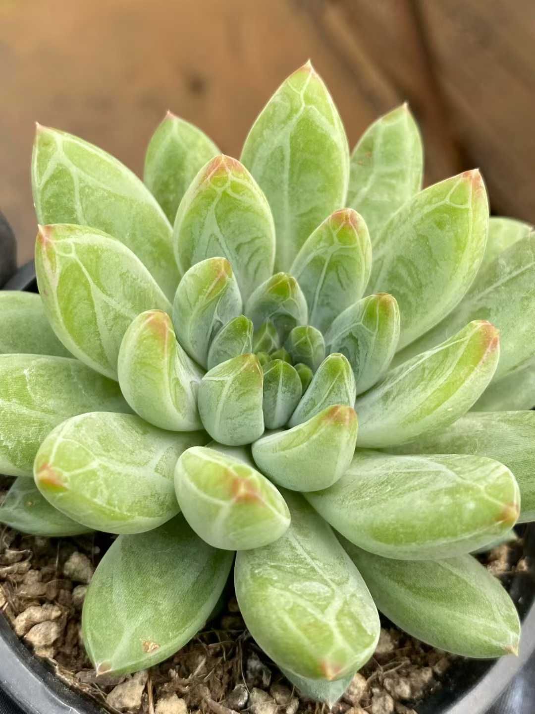 24株の抜き苗セット】グリーンフラワー 多肉植物 佐川急便発送