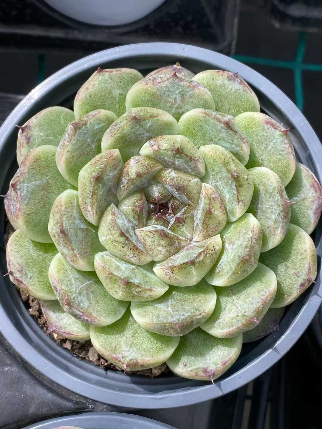 12株の抜き苗セット】ブラックポイント単頭 多肉植物 佐川急便発送