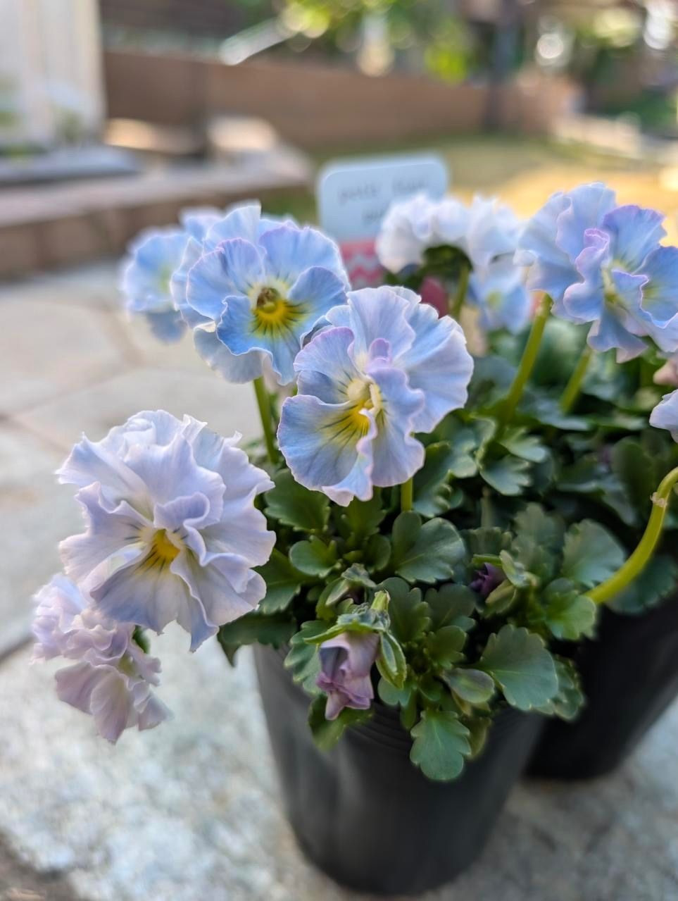 プティフール ビオラ ペルル ハルグリン 花 苗 送料込み