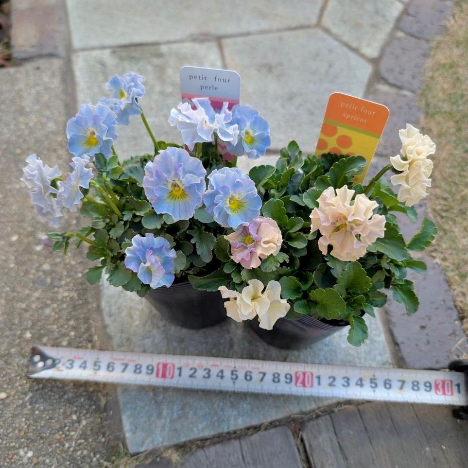 プティフール ビオラ ペルル ハルグリン 花 苗 送料込み