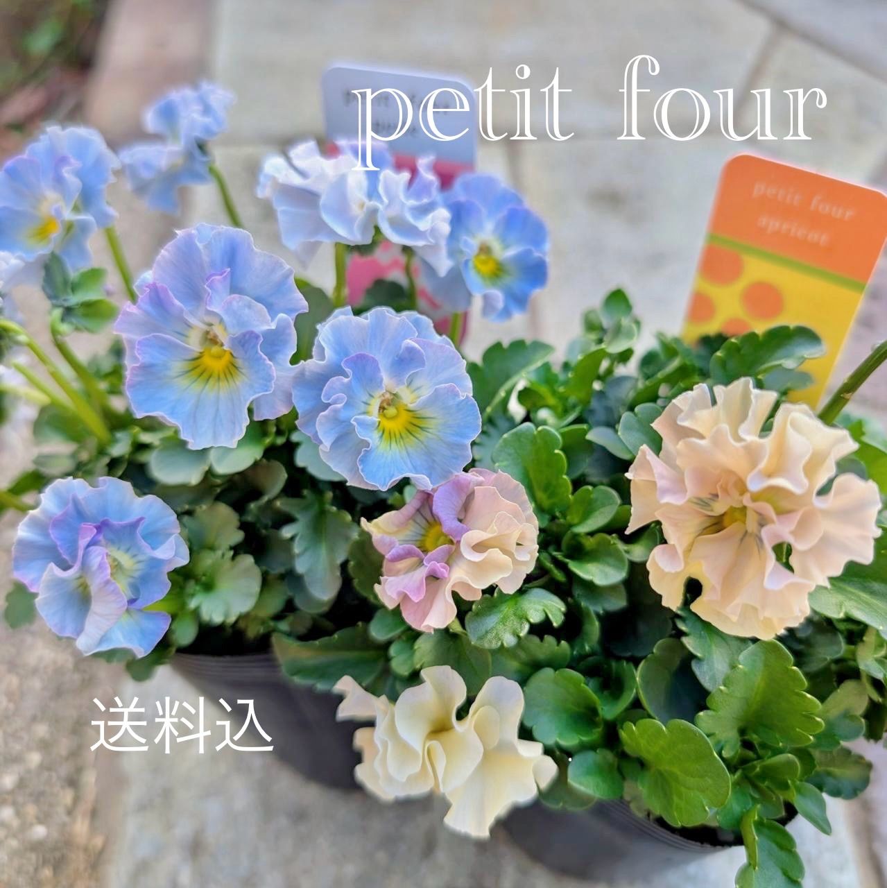 プティフール ビオラ ペルル ハルグリン 花 苗 送料込み