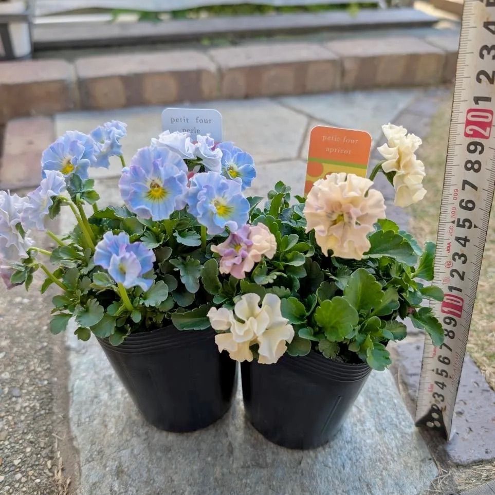 R*U様 プティフール　ビオラ　ペルル　ハルグリン　苗　送料込み プティフール ビオラ ペルル ハルグリン 花 苗 送料込み
