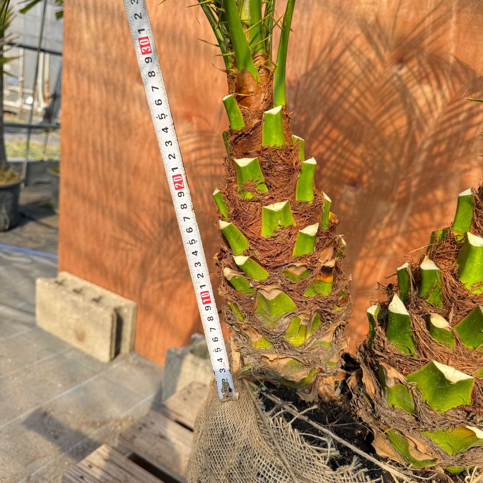 限定株】フェニックス・ロベレニー🌴 2本立ち 希少な極太幹✨ 葉先約