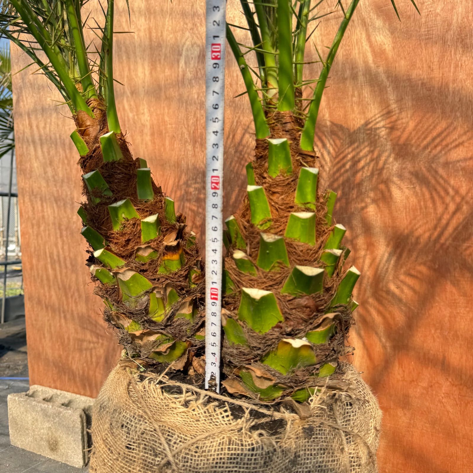 限定株】フェニックス・ロベレニー🌴 2本立ち 希少な極太幹✨ 葉先約