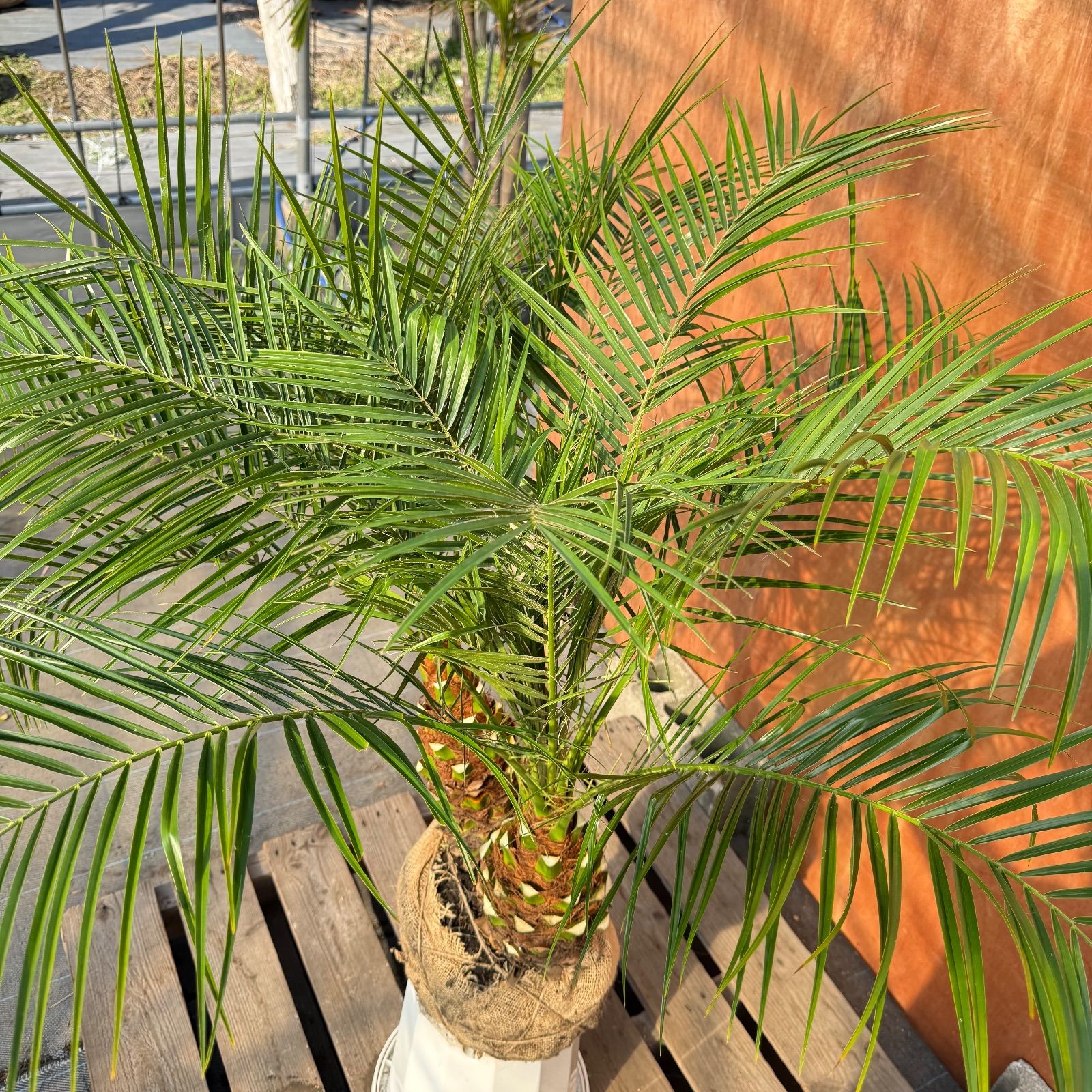 限定株】フェニックス・ロベレニー🌴 2本立ち 希少な極太幹✨ 葉先約