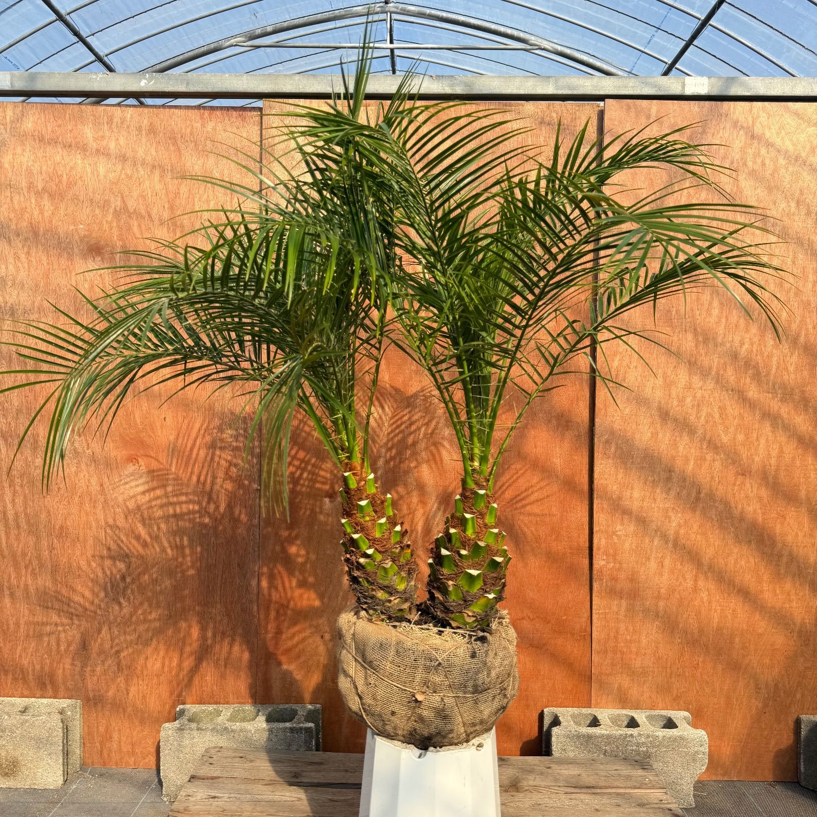 限定株】フェニックス・ロベレニー🌴 2本立ち 希少な極太幹✨ 葉先約